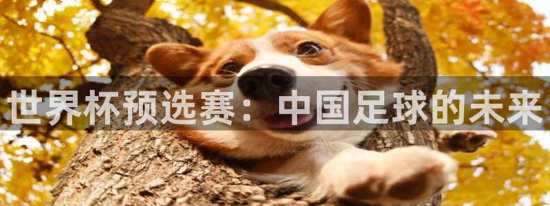 2026年世界杯赛程：世界杯预选赛：中国足球的未来