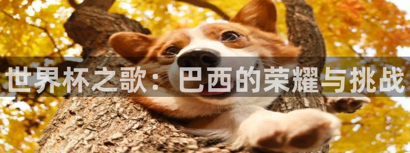 世界杯葡萄牙赛程：世界杯之歌：巴西的荣耀与挑战