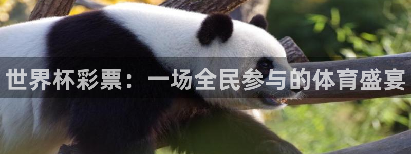世界杯球队：世界杯彩票：一场全民参与的体育盛宴